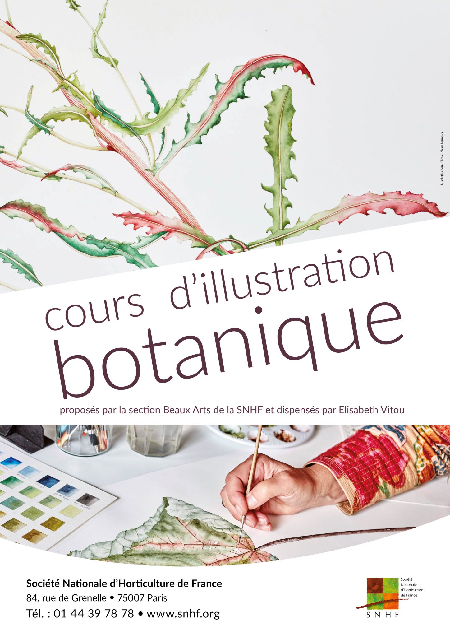 Illustration-botanique
