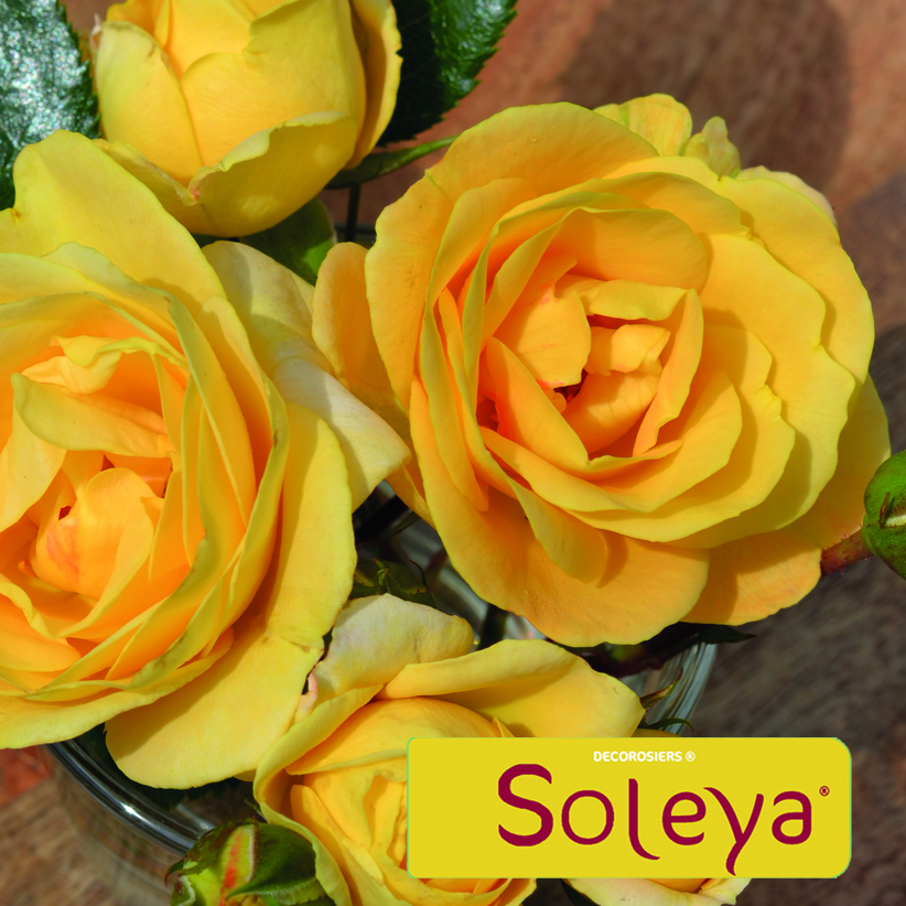 Soleya